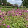 Fireworks, Gomphrena Seeds - Packet thumbnail number null